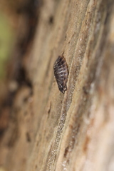 Oniscus asellus