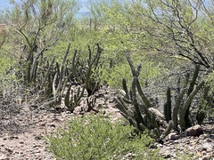 Stenocereus gummosus