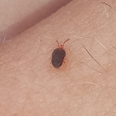 Trombidioidea