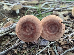 Lactarius quietus incanus