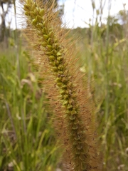 Setaria pumila
