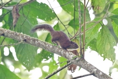 Sciurus pucheranii