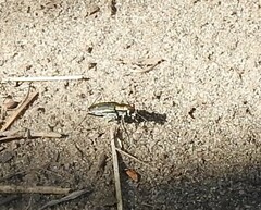 Cicindela punctulata