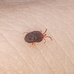 Trombidioidea