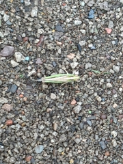 Aiolopus thalassinus