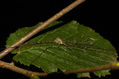 Dicranopalpus ramosus