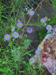Erigeron divergens