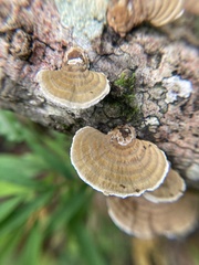 Trametes betulina