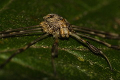 Dicranopalpus ramosus