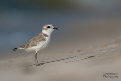 Charadrius nivosus