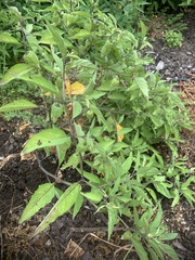 Physalis