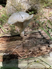 Neolentinus