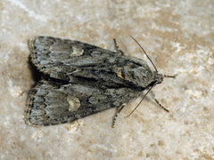 Acronicta strigosa