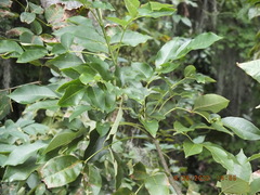 Fraxinus caroliniana