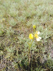 Ranunculus pedatus