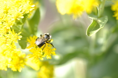 Anthophila
