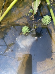 Myriophyllum aquaticum