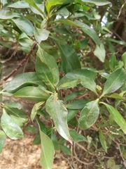 Myoporum laetum