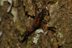 Oxycarenus lavaterae