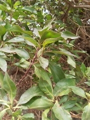 Myoporum laetum
