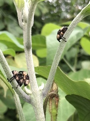 Sternuchopsis trifida