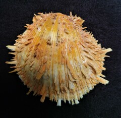 Spondylus americanus