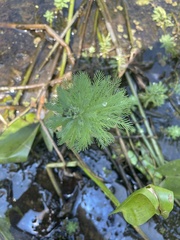 Myriophyllum aquaticum