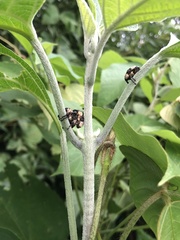 Sternuchopsis trifida