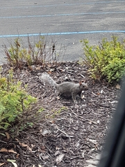 Sciurus carolinensis