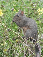 Sciurus carolinensis