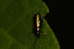 Phyllotreta