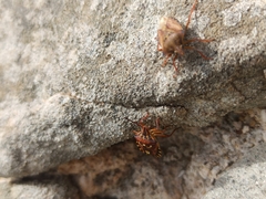 Codophila varia