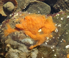 Hymeniacidon perlevis