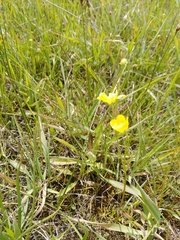 Ranunculus pedatus