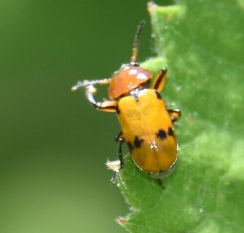 Macrolenes dentipes