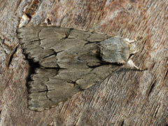 Acronicta tridens