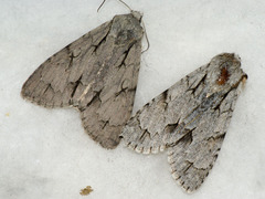 Acronicta tridens