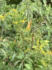 Solidago juncea