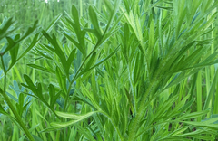 Silphiodaucus prutenicus