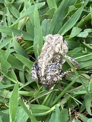 Anaxyrus fowleri
