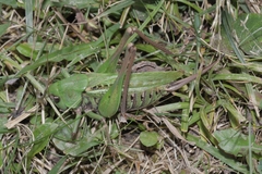 Decticus verrucivorus