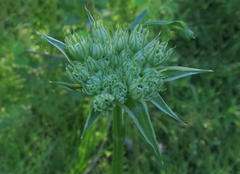 Silphiodaucus prutenicus