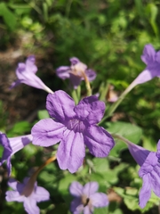 Ruellia nudiflora