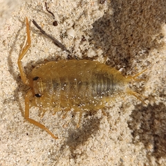 Ligia oceanica