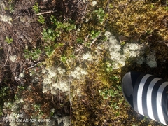Cladonia rangiferina