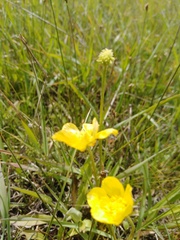 Ranunculus pedatus