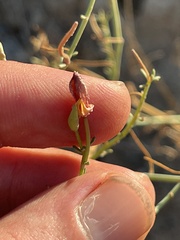Eulobus crassifolius