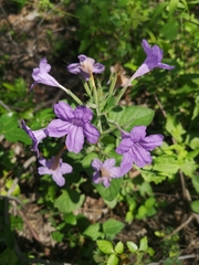 Ruellia nudiflora