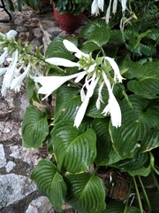 Hosta plantaginea