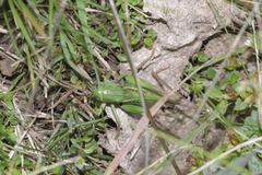 Decticus verrucivorus